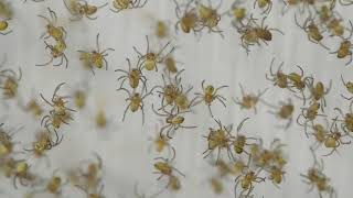 Thousands Of Spiderlings