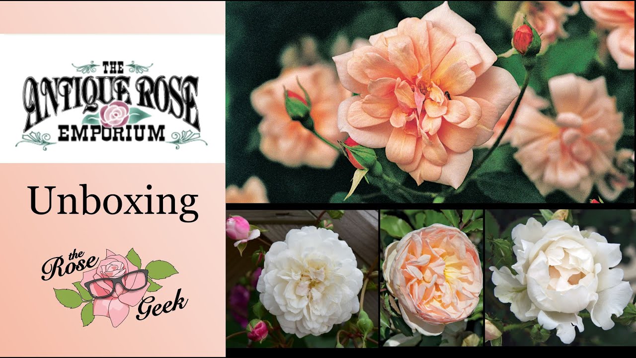 🌹 Antique Rose Emporium Unboxing 2gallon Potted Roses from New