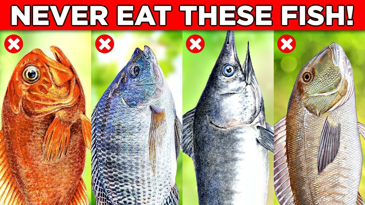 7 Toxic Fish You MUST Avoid Eating (Hidden Dangers Lurking In Your ...