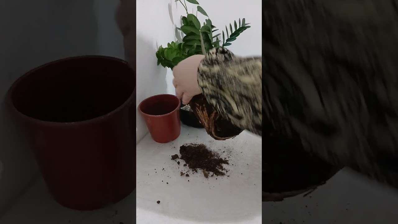 Zenzi gulini fitilga ekamiz.