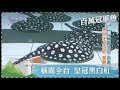 台灣第一等【百萬冠軍觀賞魚 粉紅螢光神仙魚／印尼冠軍幼龍／皇冠黑白魟／巨蛋藍鑽神仙魚】 _精選特輯 #好家在我在家