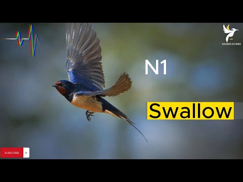 صوت طائر السنونو صوت سنونو ممتاز و فعال    