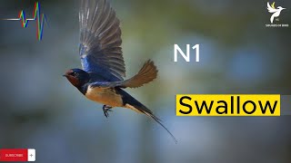 صوت طائر السنونو , صوت سنونو ممتاز و فعال 100% - Swallow sound - Hirundinidae