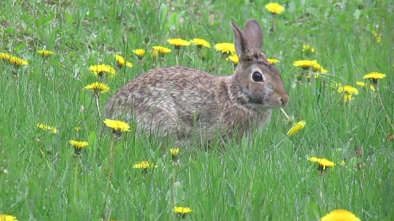 Bunnies in the back yard 