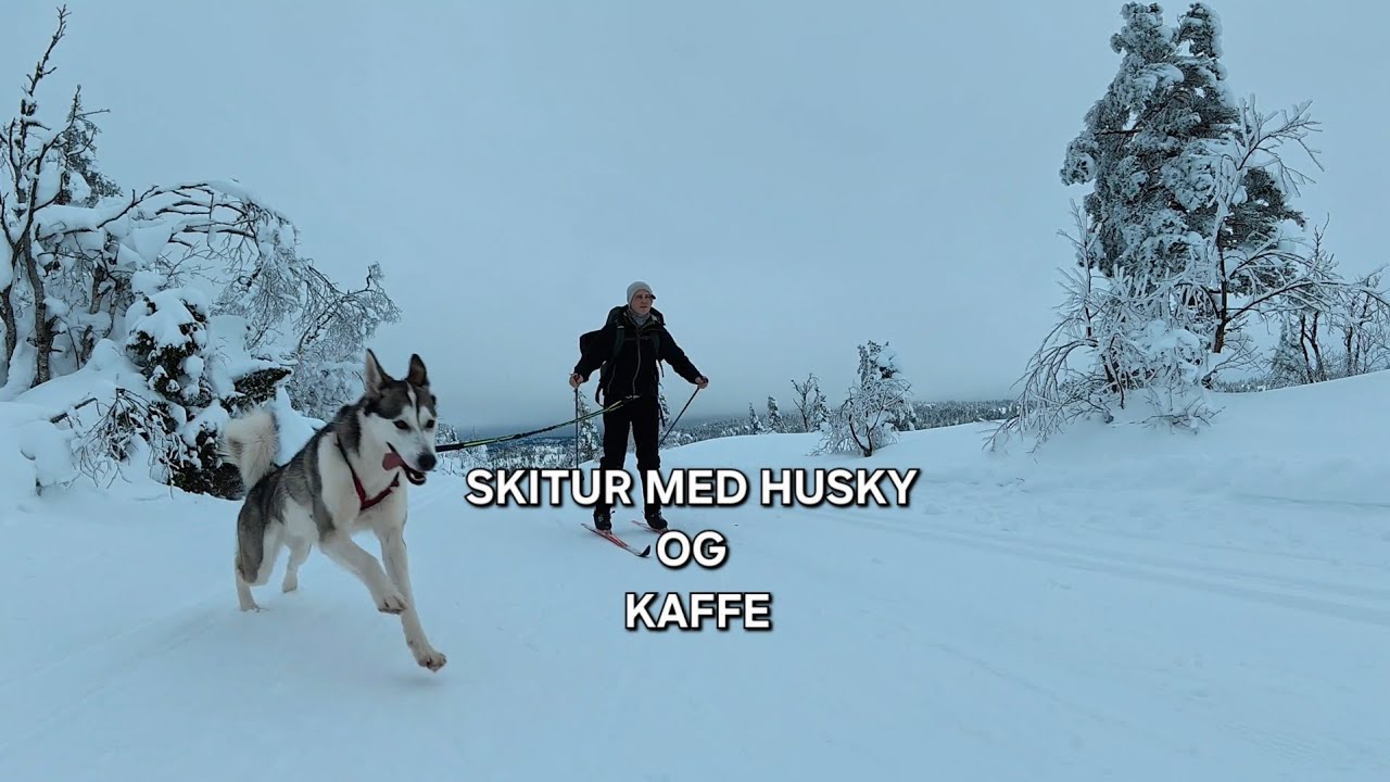 Dette er vinterdrømmen! Skitur med husky og kaffestopp