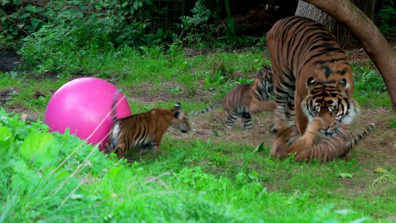 Extremely Endangered Sumatran Tiger Cubs Named at London Zoo