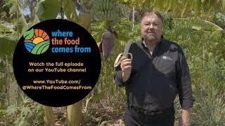 Bye Bye Bananas – They'll Be Extinct In Under 10 Years