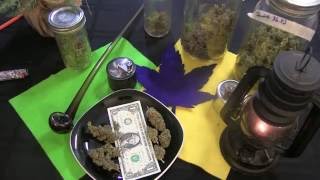Self Grown Critical Plus Strain Review