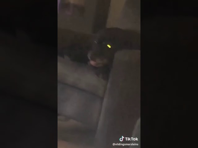 Dog gagging tiktok