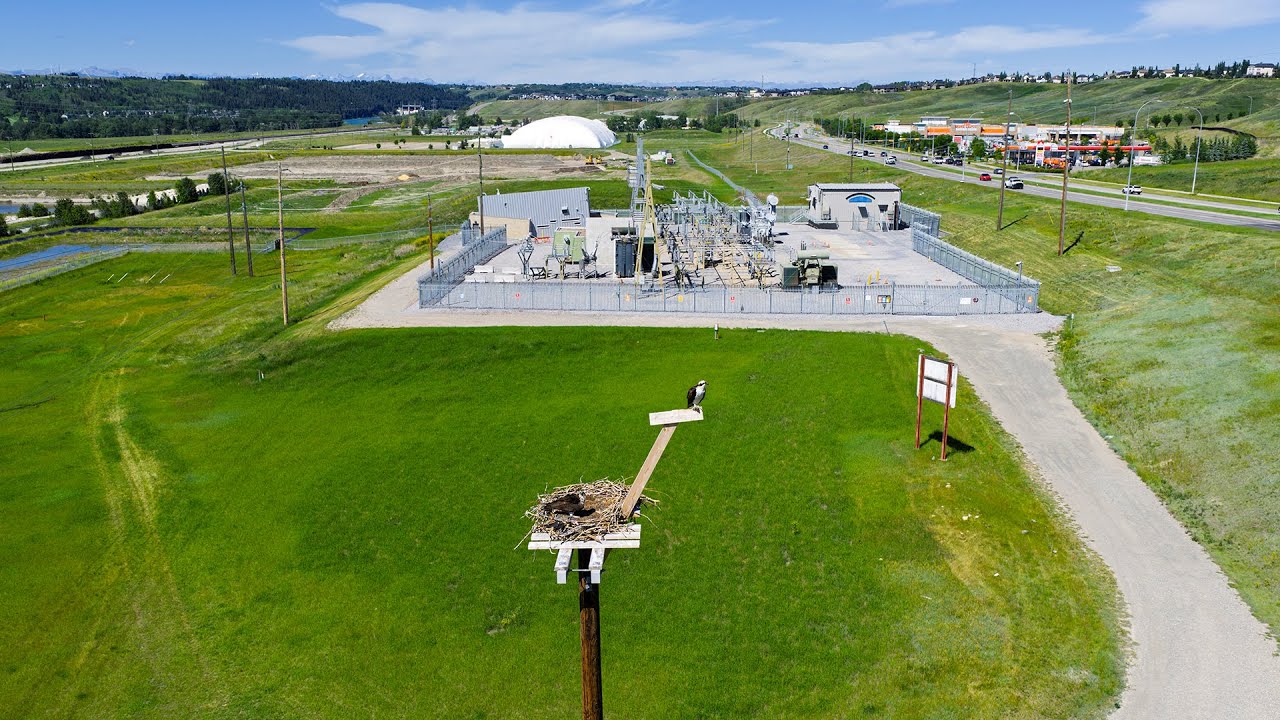 ENMAX osprey platforms improve bird safety and power reliability