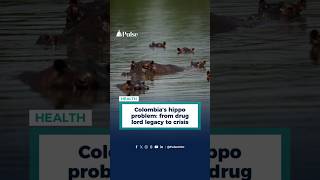 Colombia’s hippo problem: from drug lord legacy to crisis