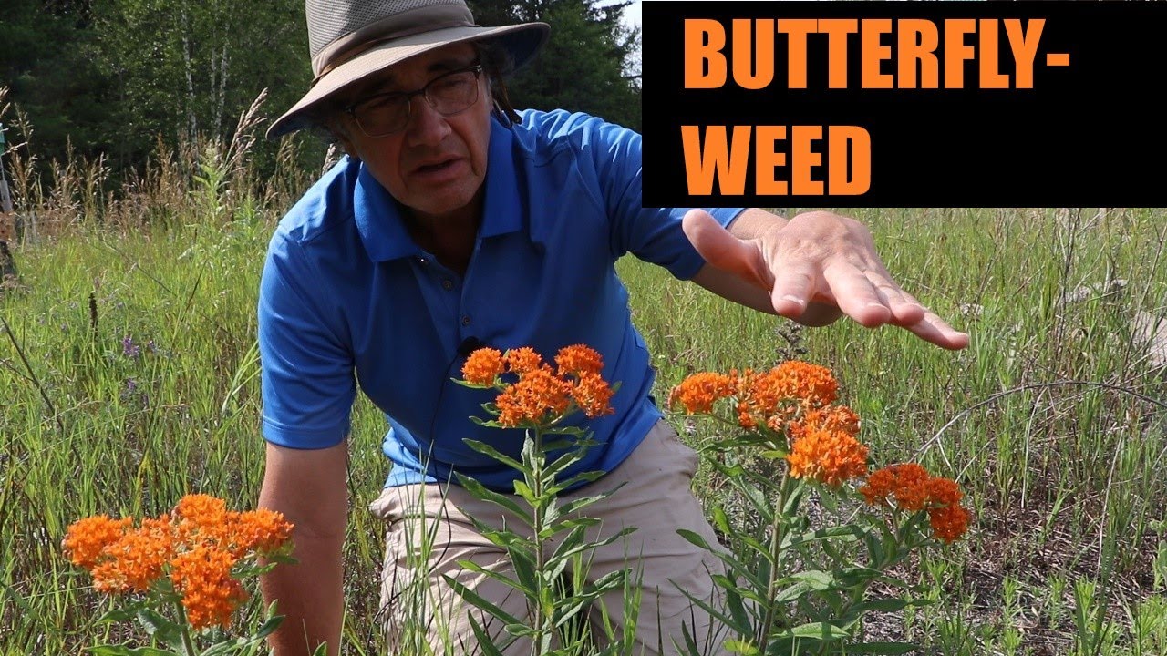 Butterfly-weed (Asclepias tuberosa) Profile