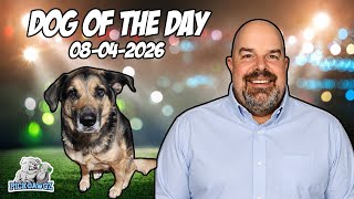 MLB Picks and Predictions for Today 8/4/2026 | Dawg of the Day 