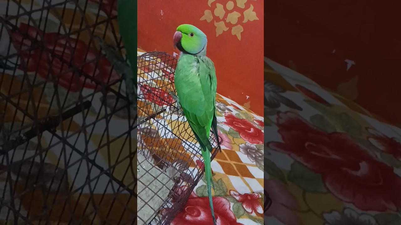 papa papa 🦜❤🦜❤🦜 