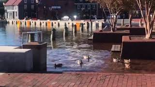 Downtown Annapolis flooding causes streets to close