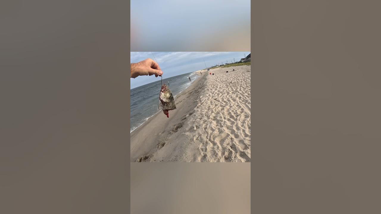 The best bait to catch sharks from shore fishingequipment 