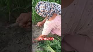 farmerlife #youtube #farming #youtubeshorts #agriculture #farmer #support #struggle #kheti #kisan