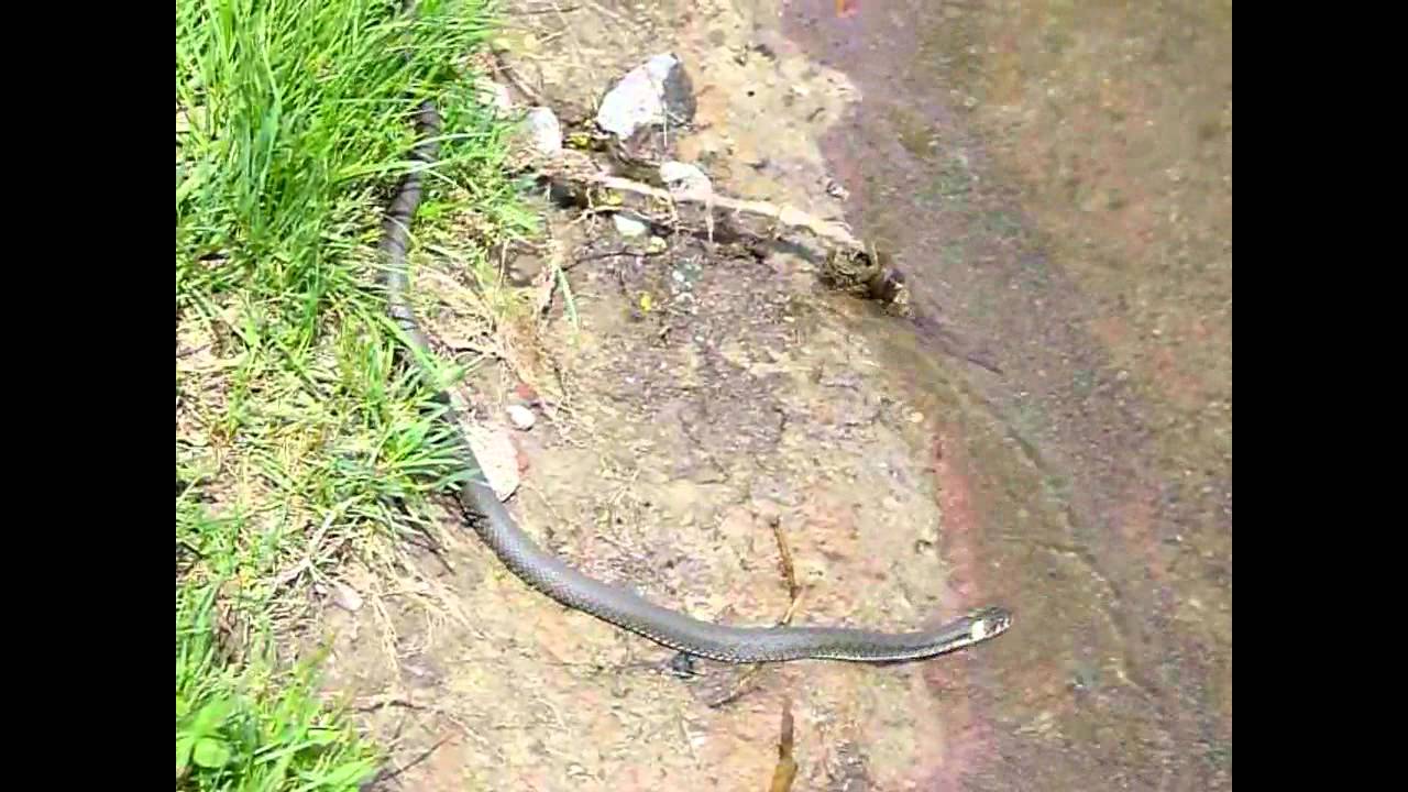 Вуж звичайний пливе по річці Південний Буг - YouTube