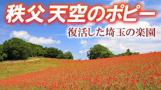 【絶景】2年ぶりに開催された秩父の天空のポピー/下界のポピーと牧場のソフトクリームも/埼玉観光旅行vlog