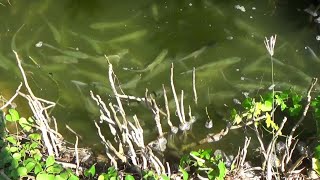 Uwedaaaan !! Ikan bandeng liar sebanyak ini di sungai gak ada yang mancing