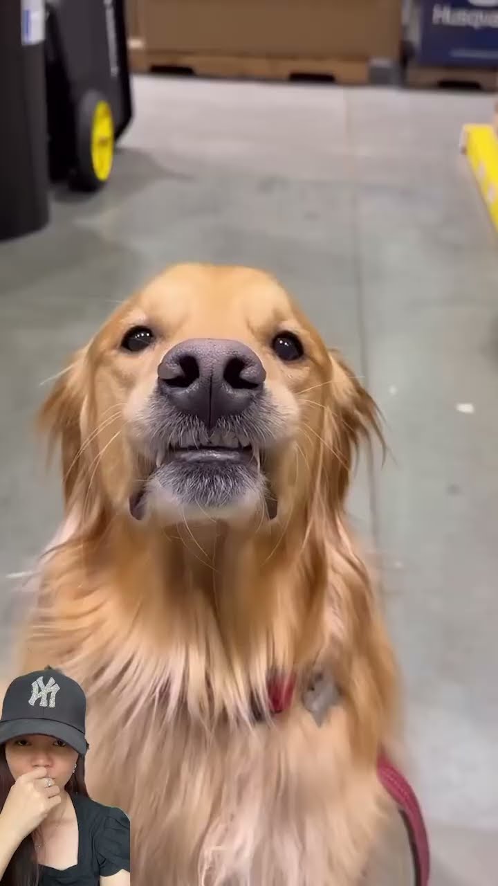 Dogy kerjain balik papa ⁉️