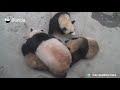 Los pandas gigantes irán donde quiera que vaya la niñera|Panda gigente|Oso Panda|熊猫