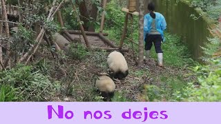 Los pandas gigantes irán donde quiera que vaya la niñera|Panda gigente|Oso Panda|熊猫