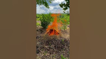 Cá lóc nướng trui bằng rơm ✅ngon hết sẩy miền Tây ❤️😋