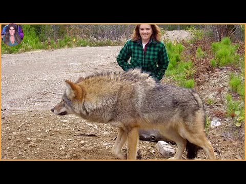 15 Times Wolves Were Caught Hunting On Camera. #Part3 | Pets House
