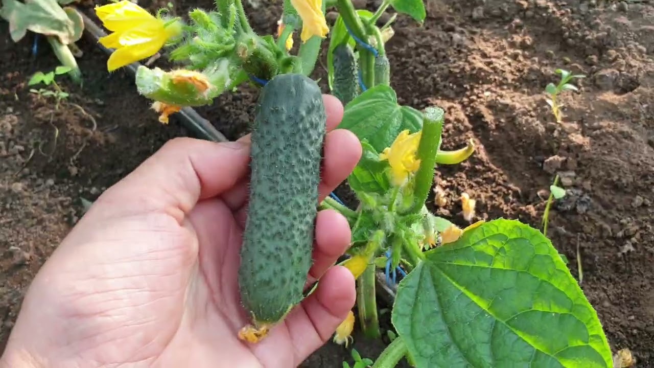 Bard F1 - semințe de castravete partenocarpic crescut în seră la Chițcani!