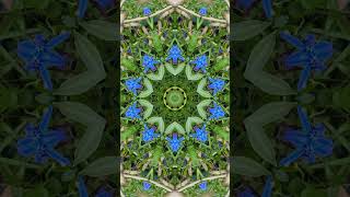 Blue Flower Kaleidoscope Background for Relaxing Focus #shorts #relaxing
