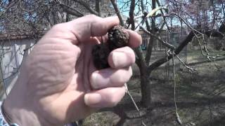 REMOVE MUMMIFIED FRUIT FROM YOUR TREES