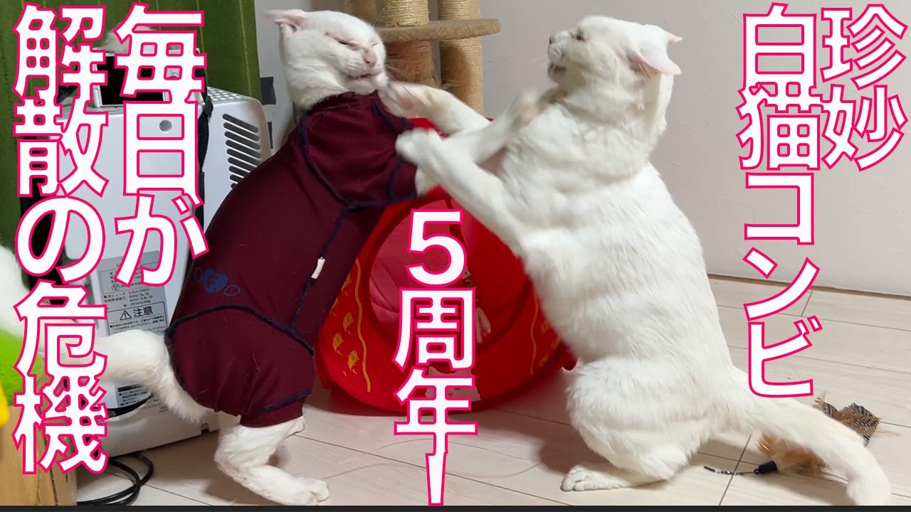 珍妙白猫コンビ、祝！結成5周年 'Marolins' 5th anniversary - YouTube