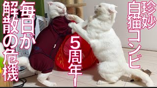 白猫 mqdefault.jpg