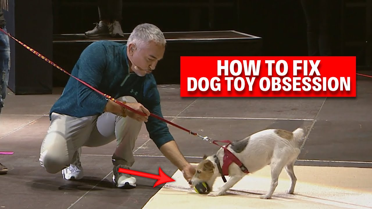 How To Fix Your Dog's Toy Obsession | Live Dog Demos