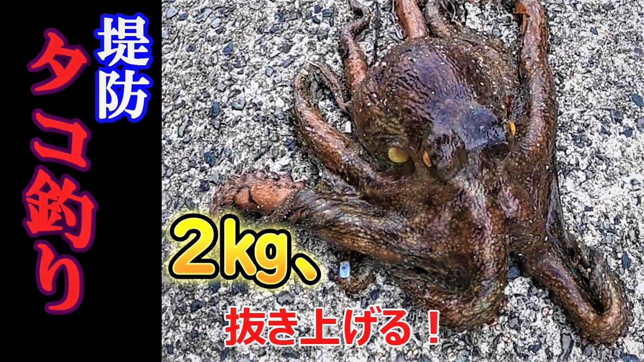 堤防タコ釣り 2 超えの抜き上げと 釣った後の保存方法 の巻 Youtube