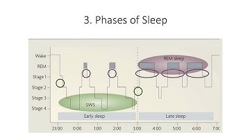 12.3. Phases of Sleep,  Fundamentals of Cognitive Neuroscience Course, Session 12, Part 3