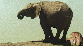 A Day At An African Waterhole. See All Creatures Coming To Drink.