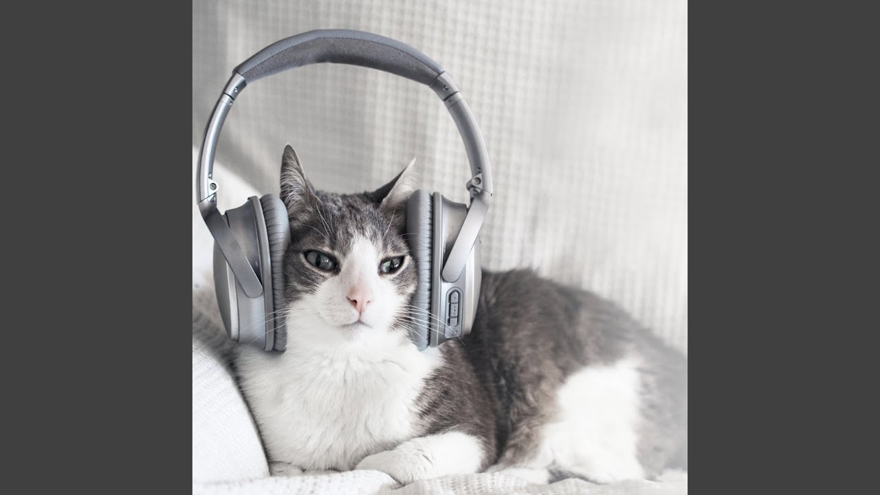 Ambient Music Feline Moments