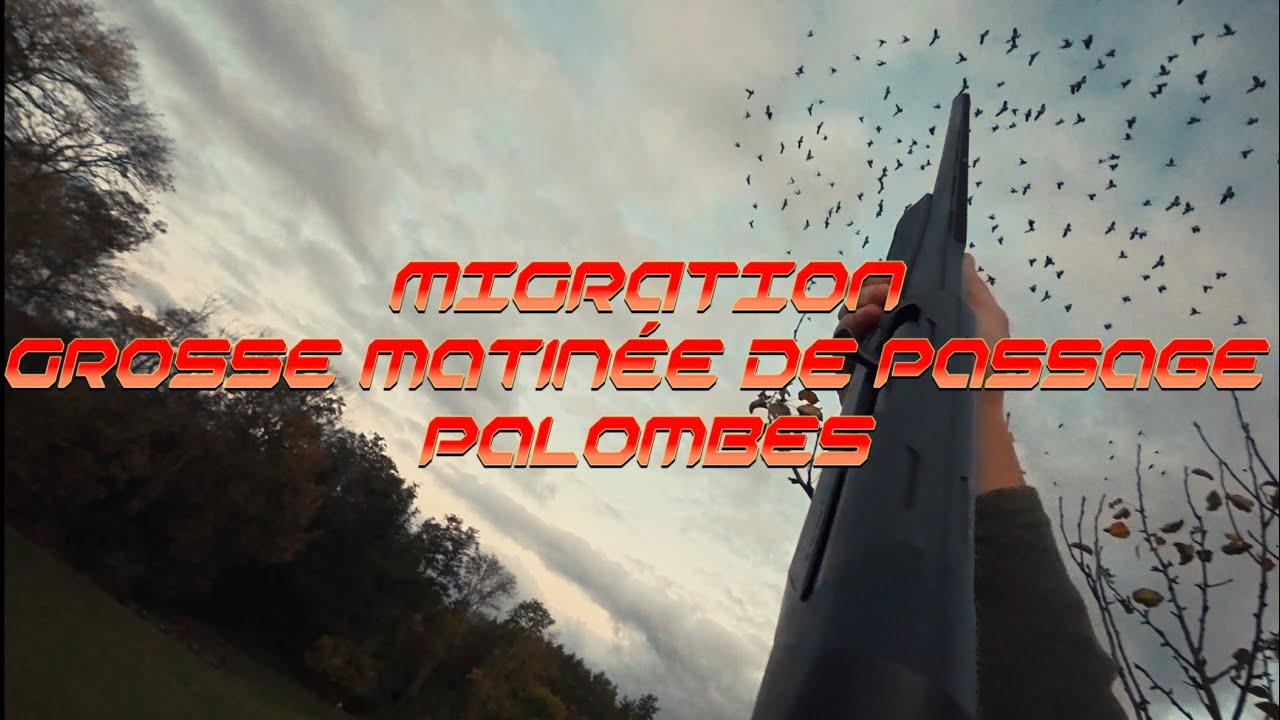 Migration 2025-2026 | Beaucoup de pigeons 