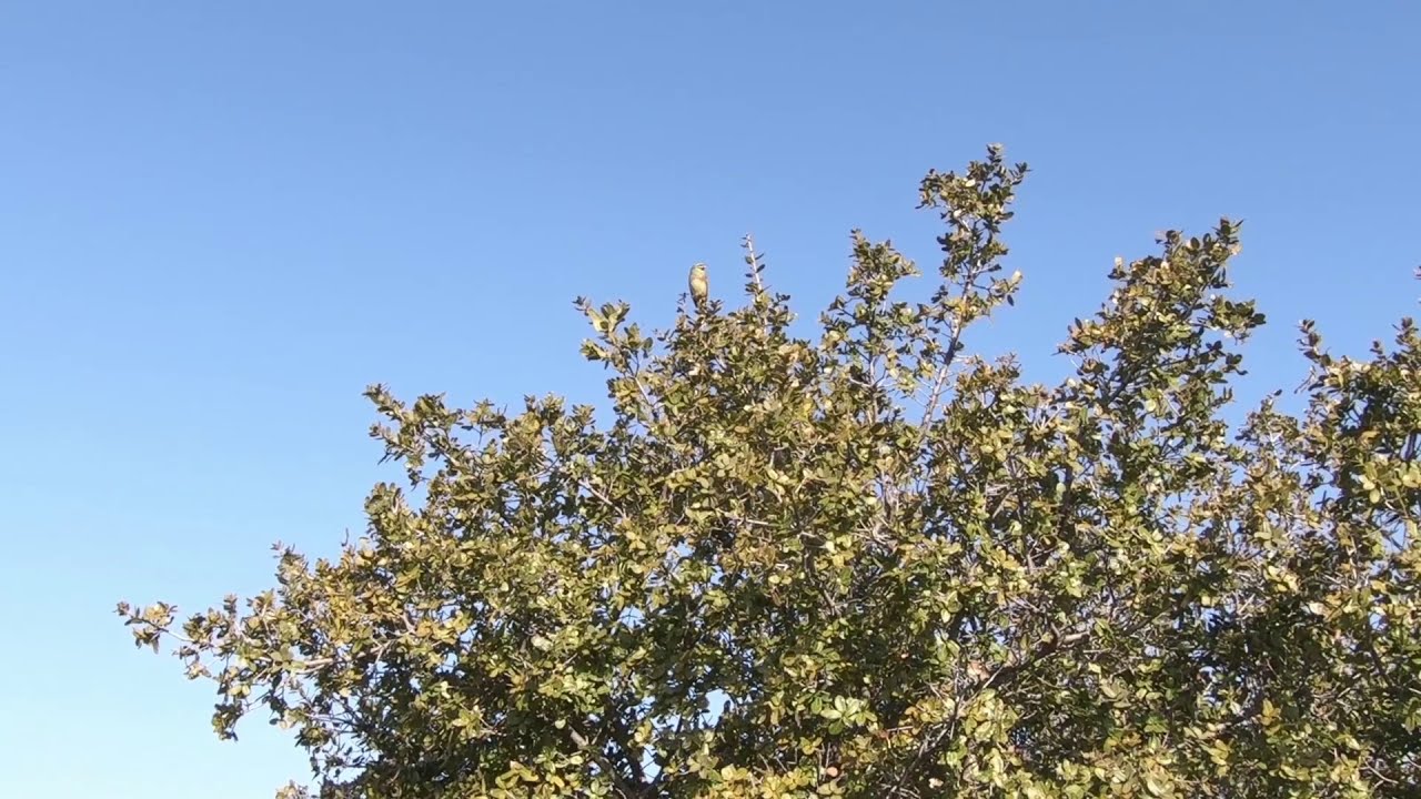 Cirl Bunting singing - Σιρλοτσίχλονο