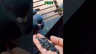 The Pigeon's progress  !! 🦜🐦🦜#shorts#youtubeshorts #parrots#pigeons #bird lovers