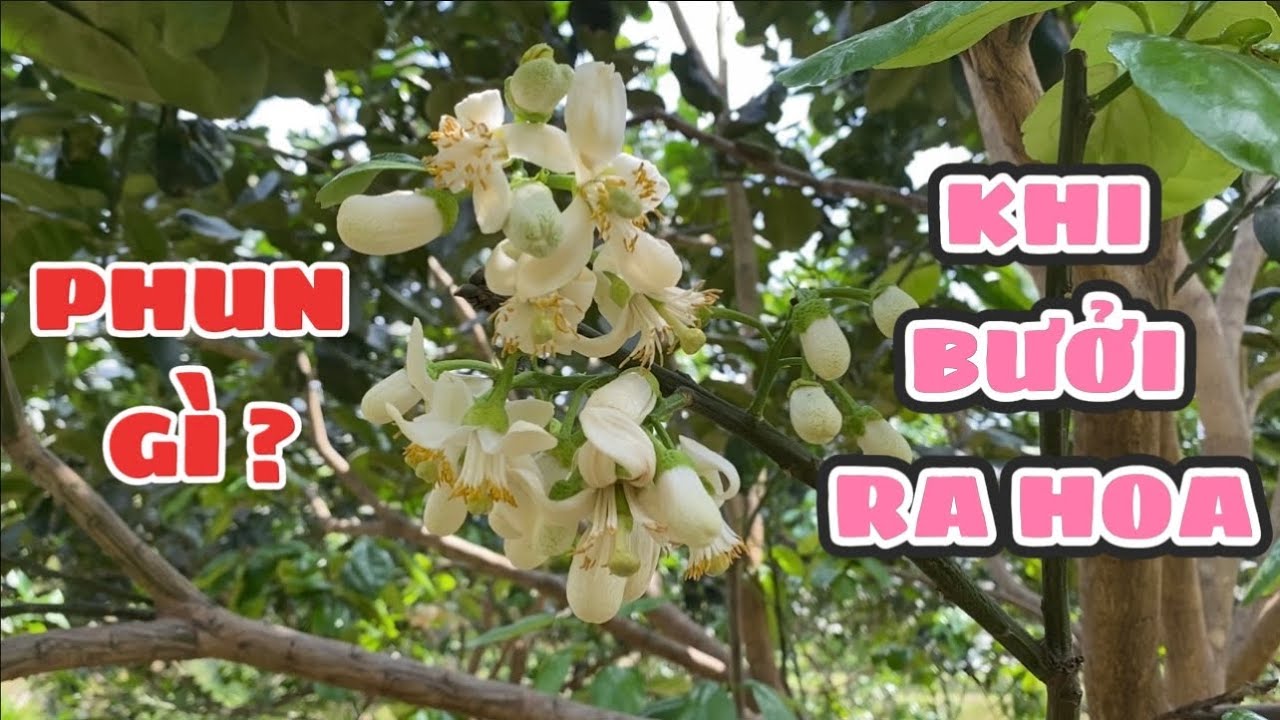 Mẹo hay chăm sóc bưởi da xanh khi ra hoa, cách tăng tỷ lệ đậu quả