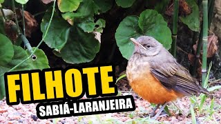 🔴 FILHOTE DE SABIÁ-LARANJEIRA CHAMANDO POR COMIDA ♫