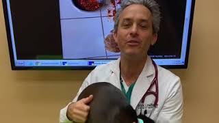 Famous Chocolate Toxicity ! Net Worth