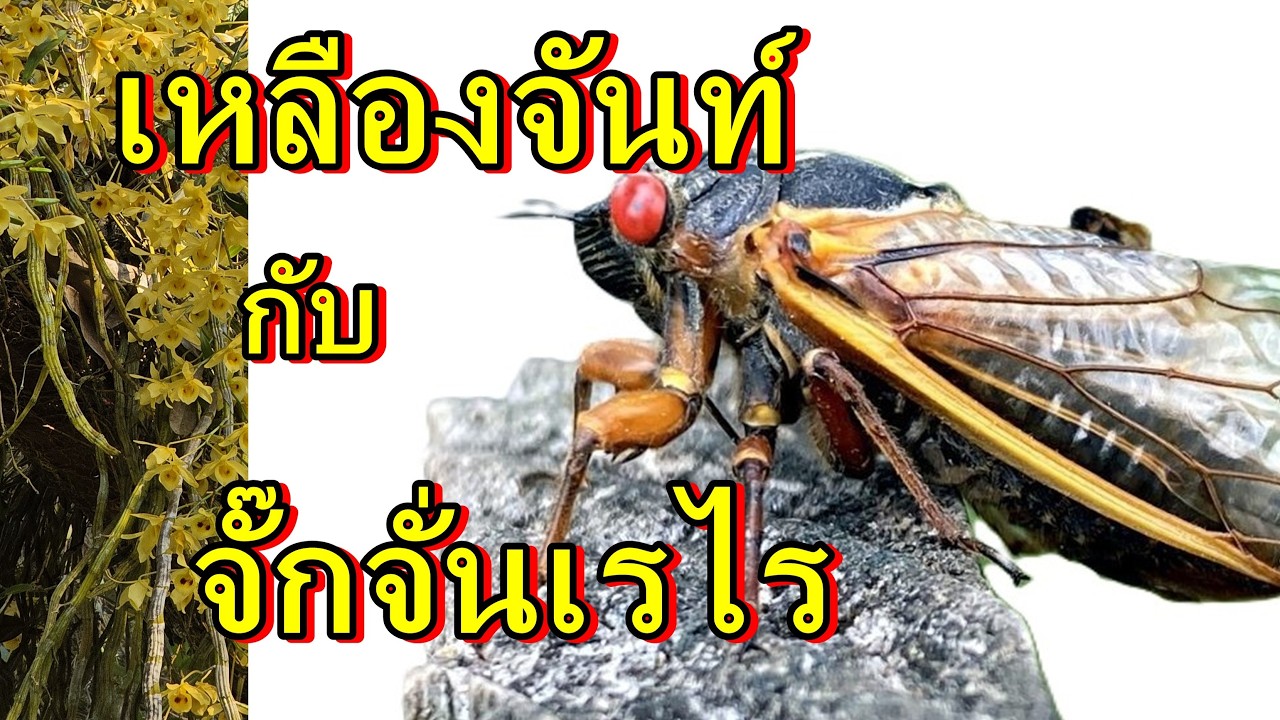 เหลืองจันท์และจั๊กจั่นเรไร 19 กพ 2569,อนันต์เข็มทอง