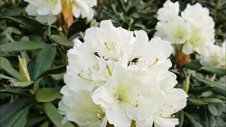 Kafkas Orman Gülü -Rhododendron Caucasi
