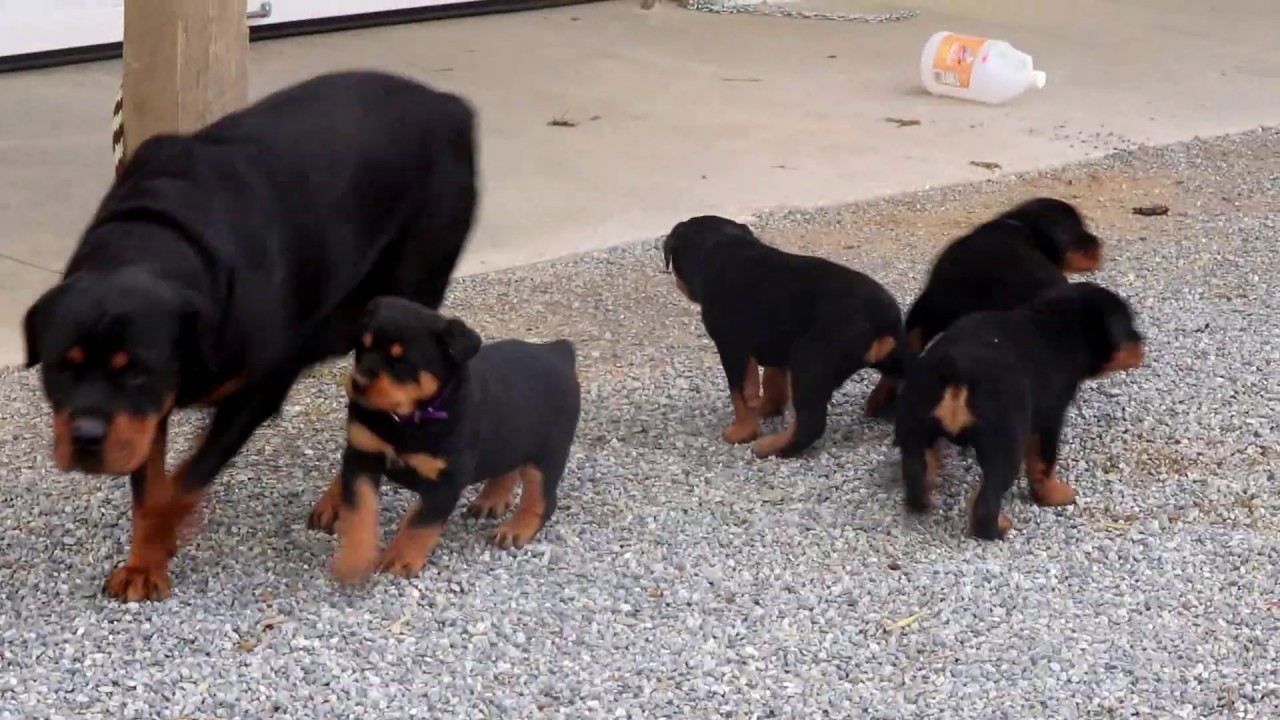 Rottweiler Puppies for Sale - YouTube