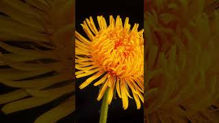 The Most Dramatic Bloom You’ll See Today #timelapse #kidslearning #cinematic
