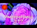 ЧТО ОН ДУМАЛ О ВАС СЕГОДНЯ?🍓 КТО ВЫ ДЛЯ НЕГО?🍓 МЫСЛИ, ЧУВСТВА, ДЕЙСТВИЯ